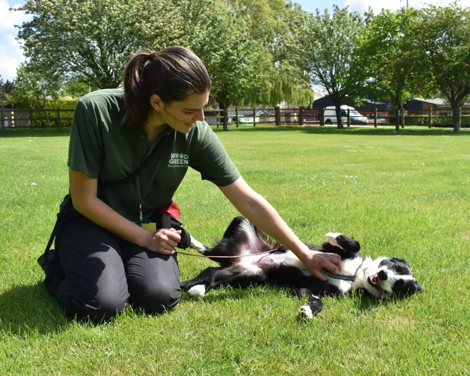 collie dog laying on the floor having belly rubbed