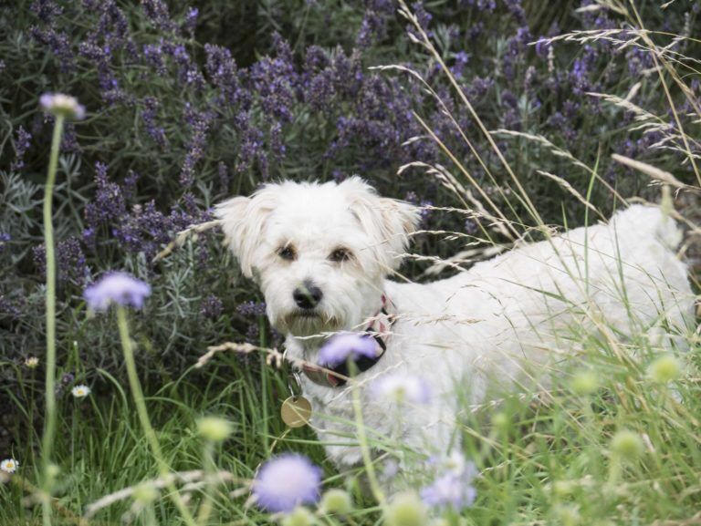 Chewy, a white crossbreed in a garden