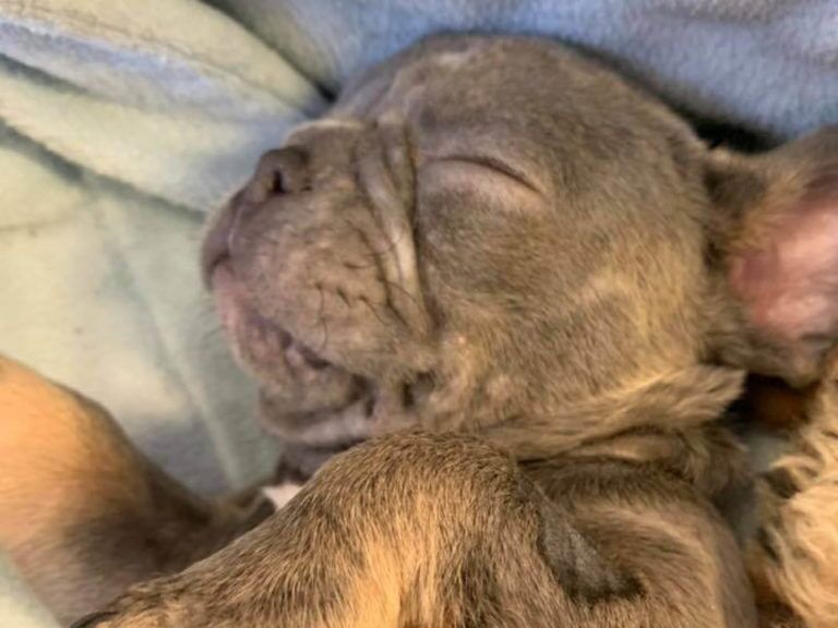 Kevin the bulldog puppy after arriving at Woodgreen