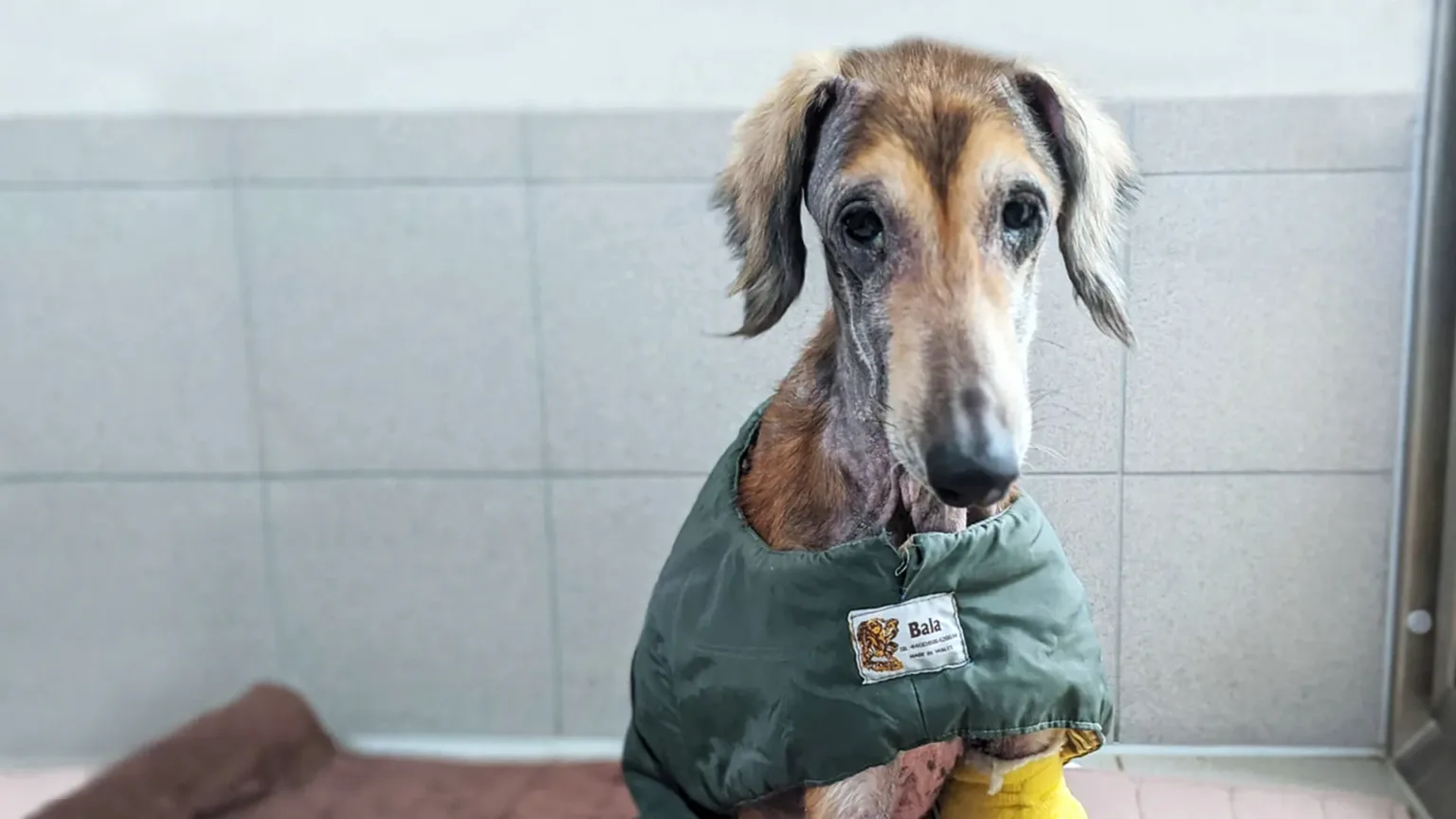 Harry the lurcher