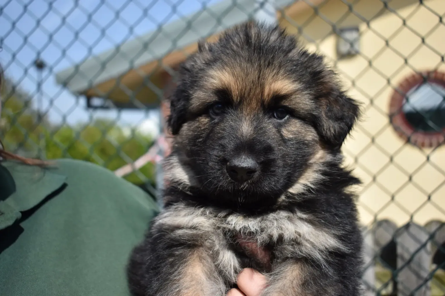 Gendry the German Shepherd puppy looking straight at camera by being held up by Woodgreen staff