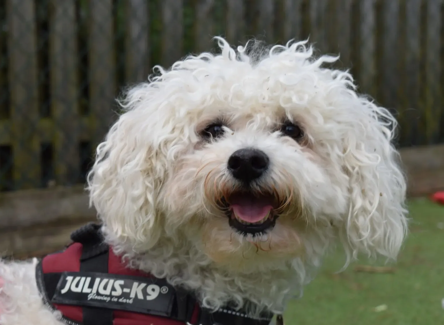 Bruce the Bichon Frise outside