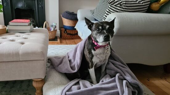 Staffordshire Terrier Suzy on foster, relaxing in her temporary home