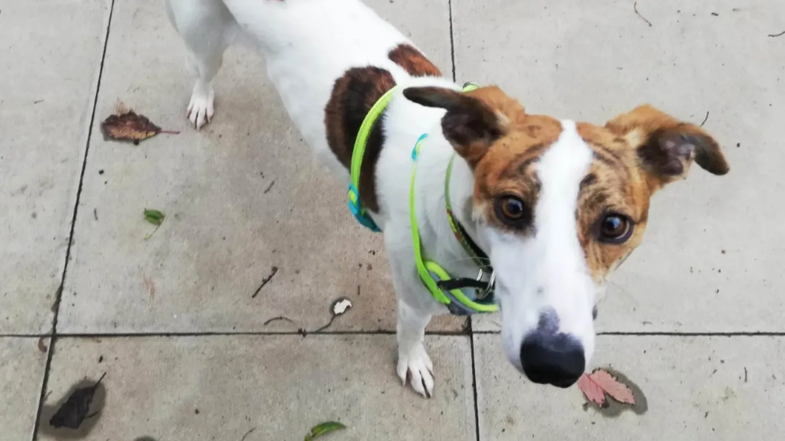 Michael the lurcher