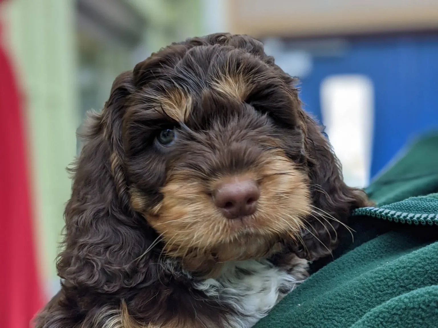 Cockapoo puppy Coco at Woodgreen