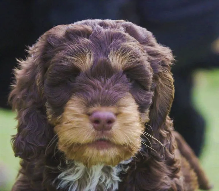 Coco the Cockapoo