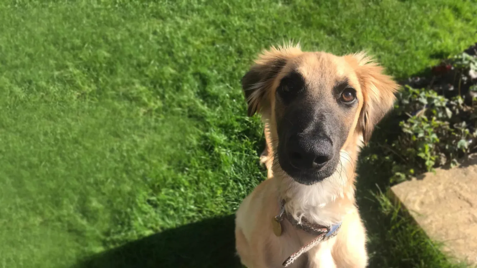 Harry the six-month-old Saluki