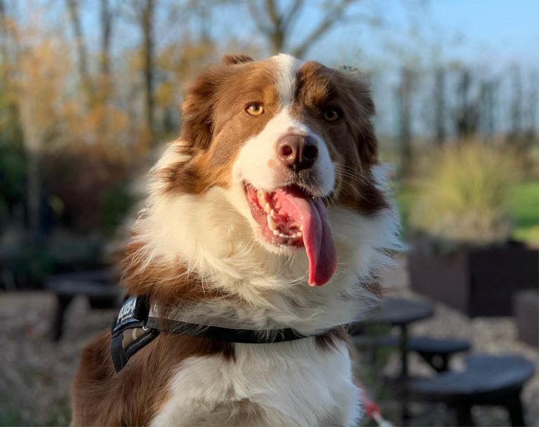 Margot, three-year-old Border Collie