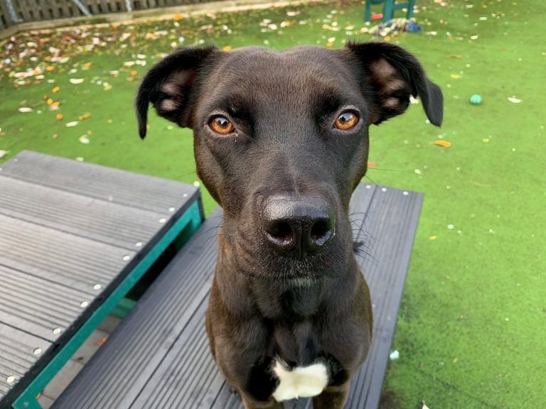 Nancy, Star of The Dog House