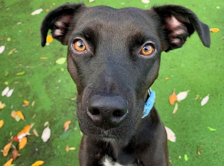 Nancy came to Woodgreen when her owner could no longer take care of her