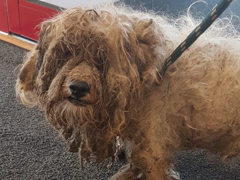 Help abandoned pets like Winnie