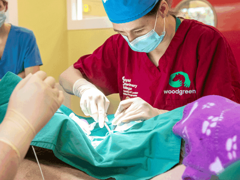 Woodgreen surgeons operating on animal in surgery