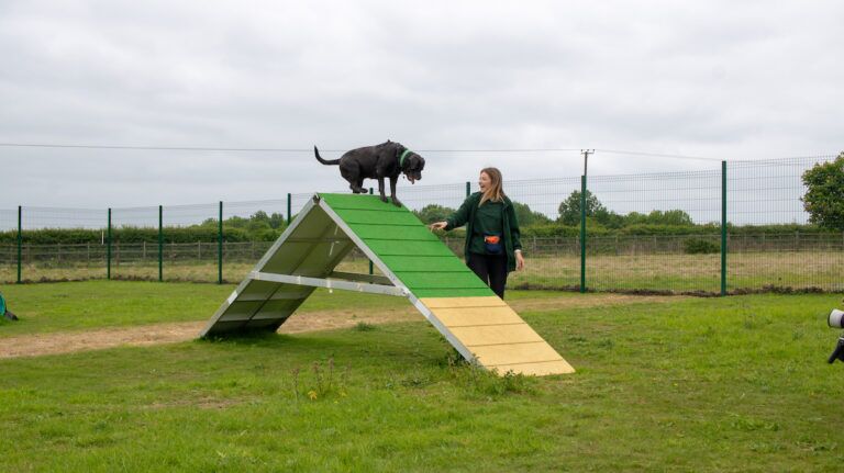 Cane Corso, Tinker, playing on an agility ramp with dog trainer, Georgia.