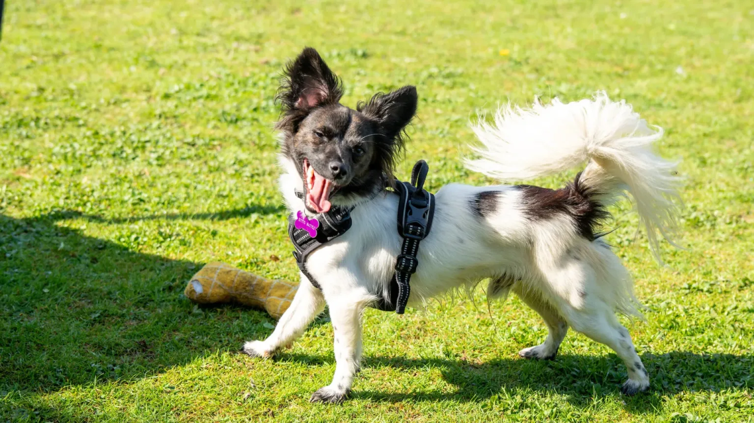A happy black and white dog with a fluffy tail runs along the grass and looks over to the camera with an open mouth.