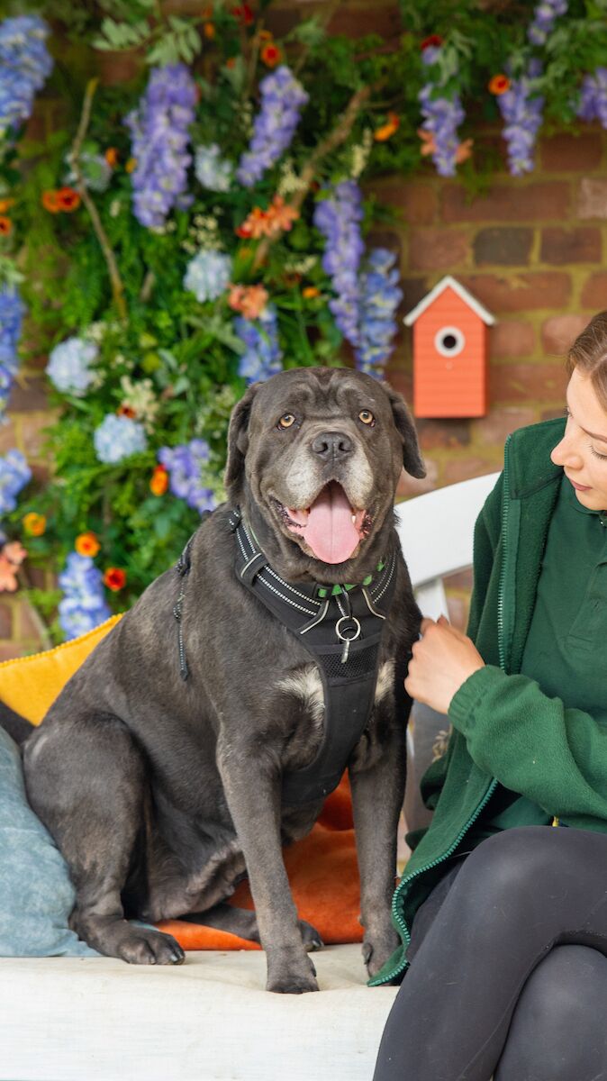A large grey dog sits on a sofa looking at the camera with an open mouth and tongue sticking out. A blonde woman sits to the right of the dog.