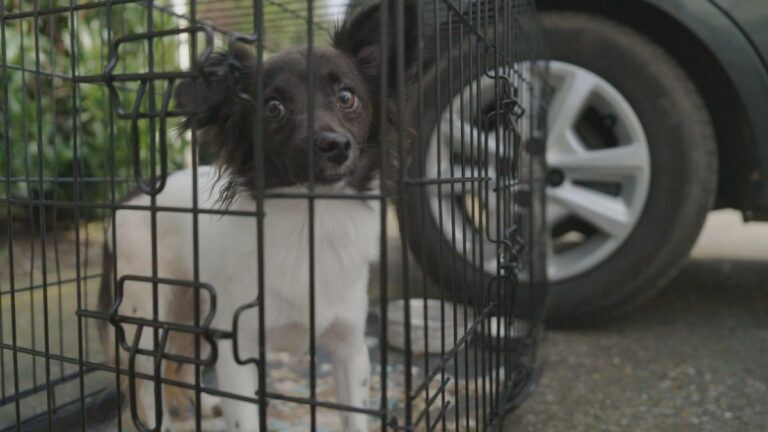 Small black and white dog in a crate looks sadly at the camera through the bars.