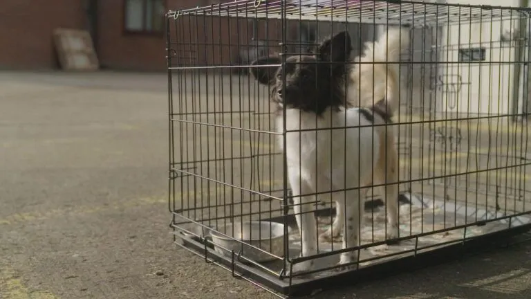 Small black and white dog stands looking through the bars of a crate which sits on the ground of a tarmac car park.