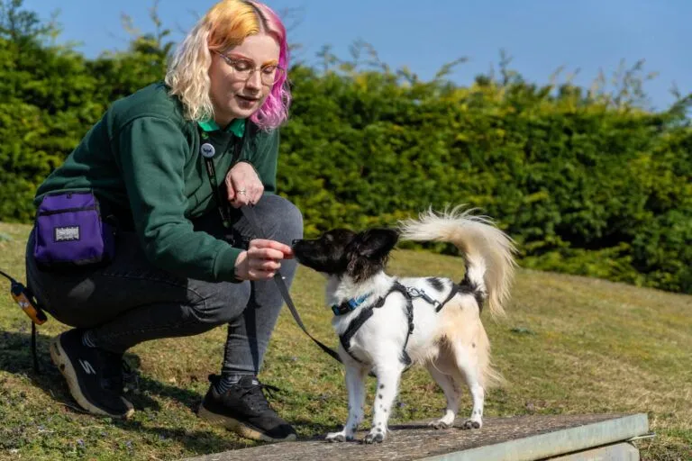 Milo, a white and black Papillon Jack Russell cross breed dog, stands smartly with his tail up in the air. He is gently taking a treat from Ciara, a behaviour and training advisor, who is crouched next to him on the grass. She is wearing a dark green Woodgreen sweatshirt with black jeans. She has cheerfully coloured blonde, yellow and pink hair and is wearing a purple dog snack bag around her waist. Milo is wearing a blue collar and a black harness. Ciara is holding the black lead which is attached. It is a bright day with a blue sky and they are calmly enjoying each other’s company.