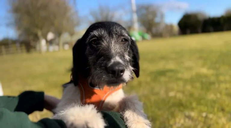 Jenny the black and white dog in a grassy field wearing an orange harness.