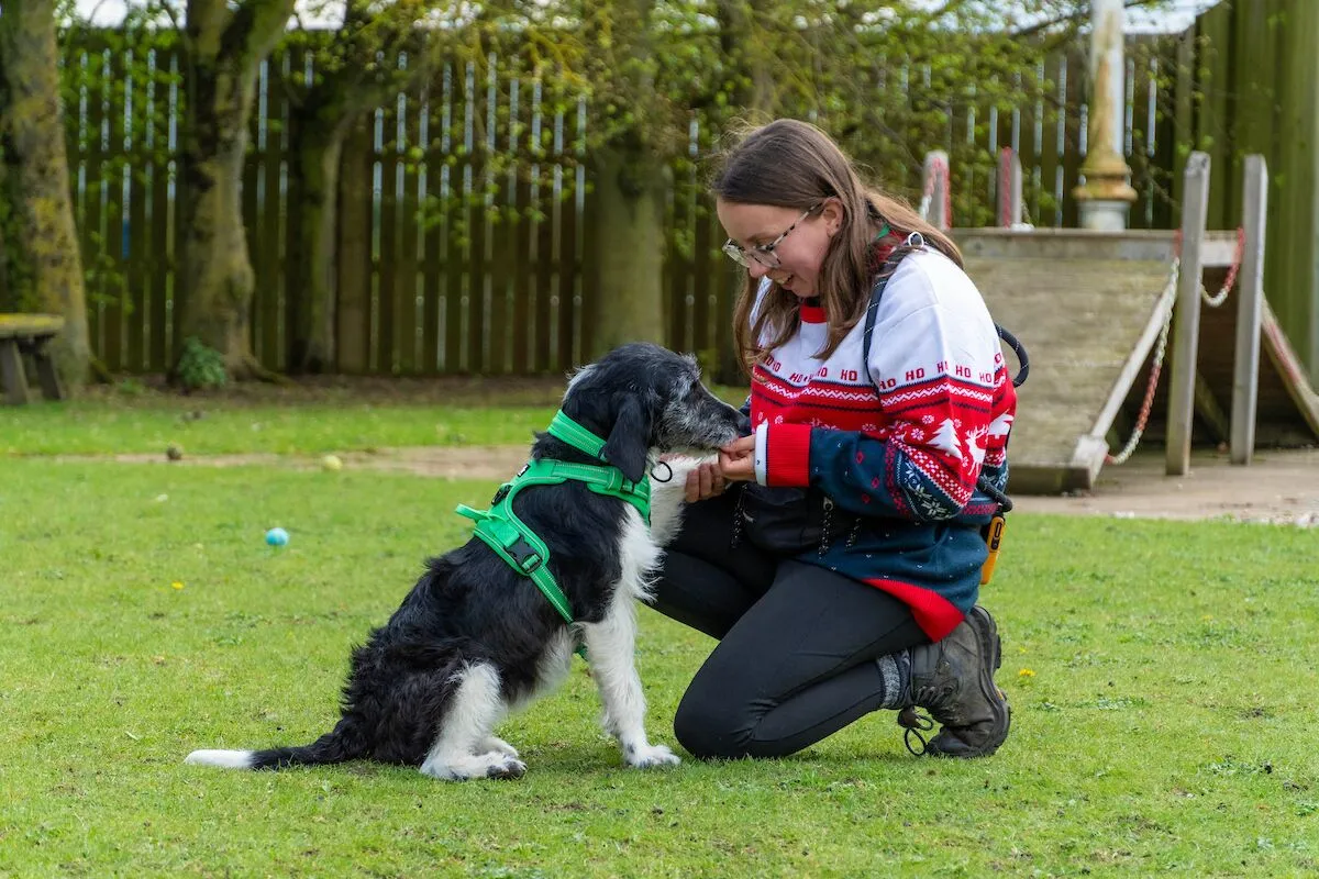Jenny the black and white dog sitting on the grass with a Woodgreen Intake and Assessment officer who is wearing a blue, red and white Christmas jumper