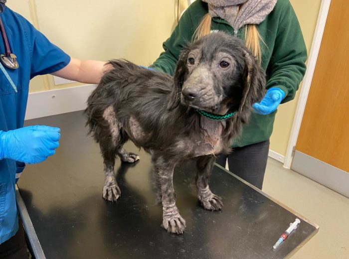 Dennis the cocker spaniel being examined by a vet