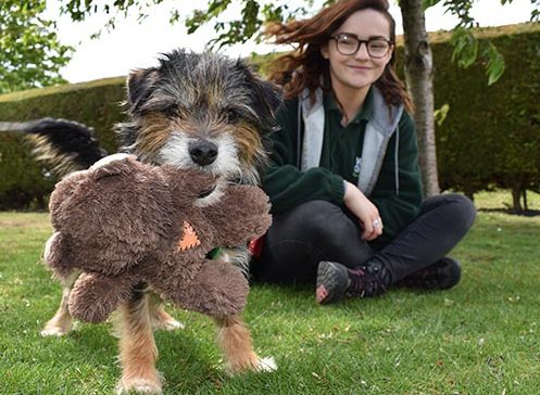 Tiny the terrier outside on the grass with one of the Woodgreen dog team