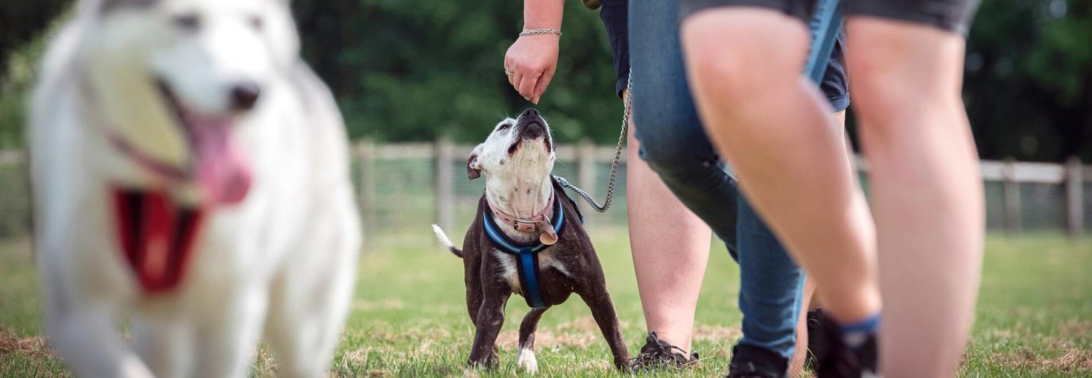 About Wood Green How we help pets Wood Green, The Animals Charity