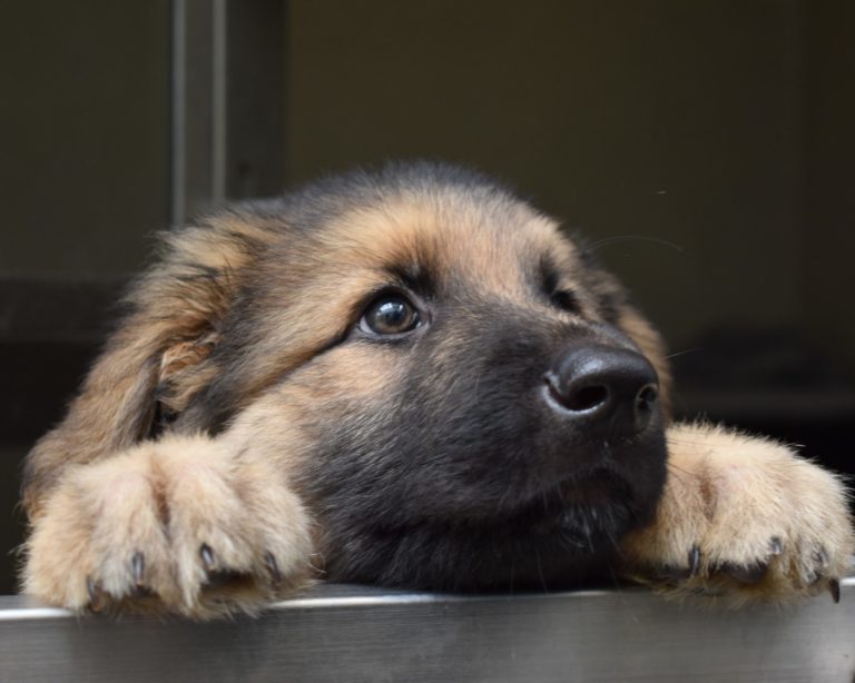 How we find a pet their new owner Adopt a pet Wood Green, The