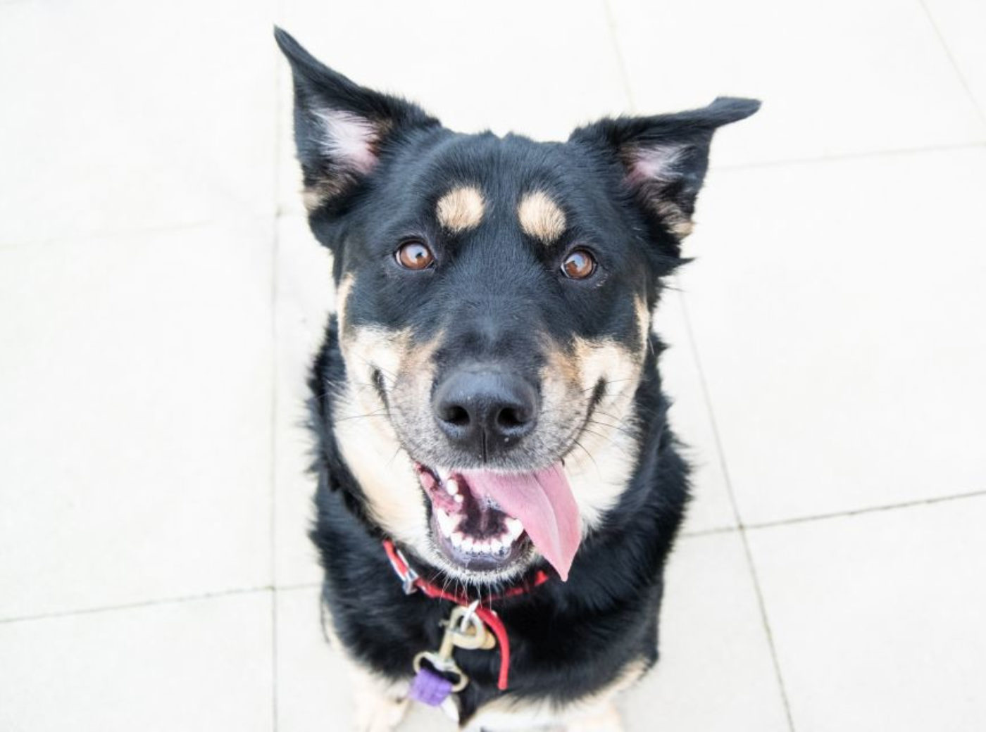 How to adopt a dog Wood Green, The Animals Charity