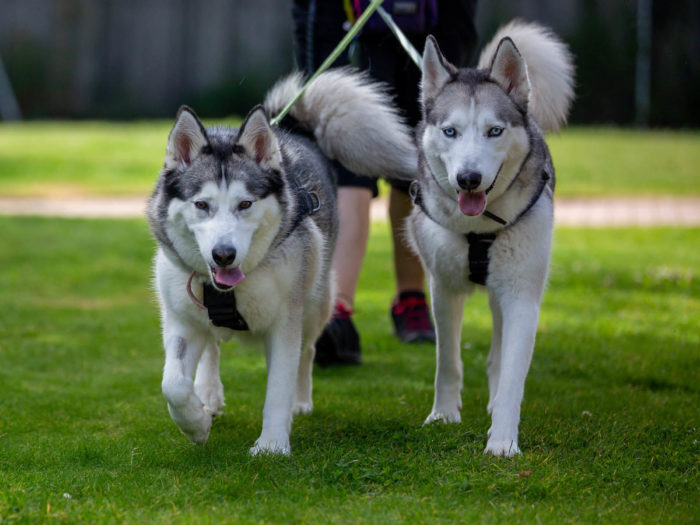 Ollie and Kali, huskies, walking in the Woodgreen grounds