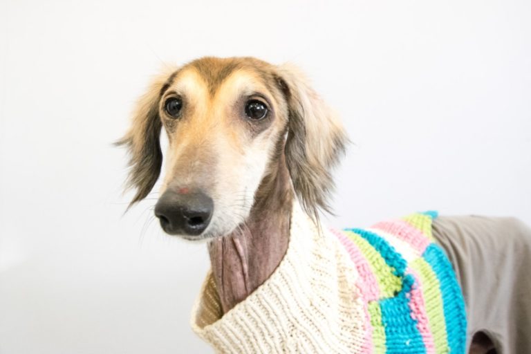 Harry after being rehomed