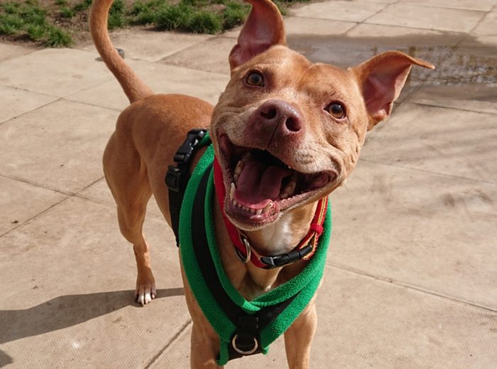 Wood Green, the Animals Charity Home of The Dog House Support Us