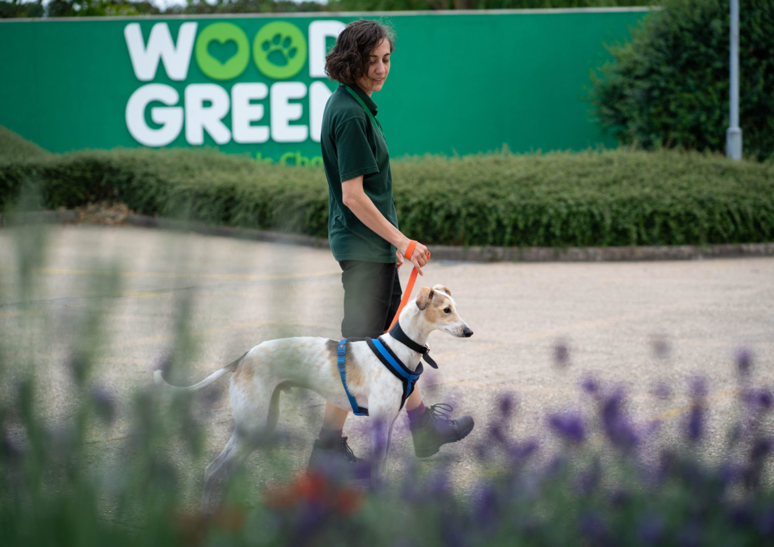Privacy Policy Woodgreen Pets Charity