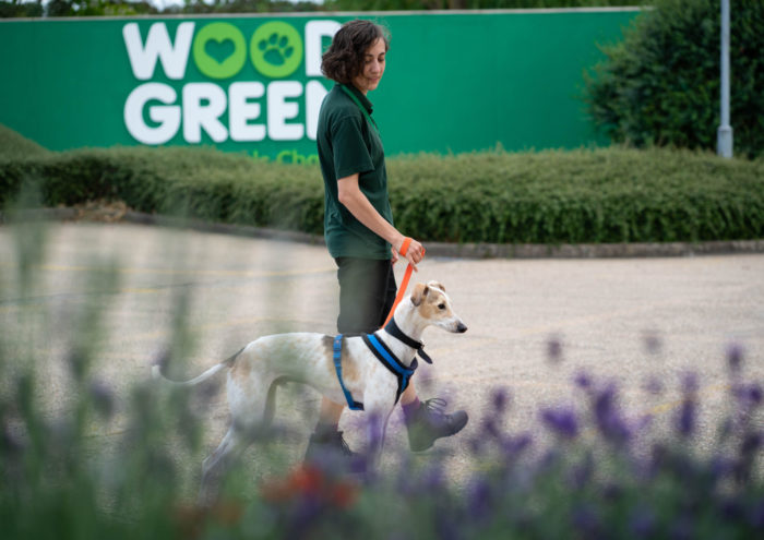 Woman walking past Woodgreen logo