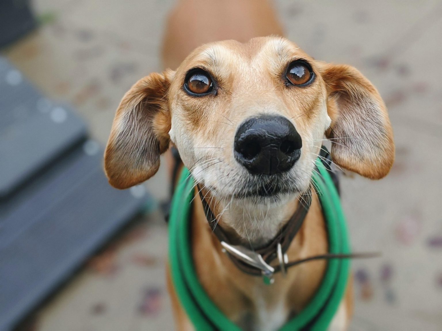 Adopt a rescue dog from Wood Green | Wood Green, The Animals Charity