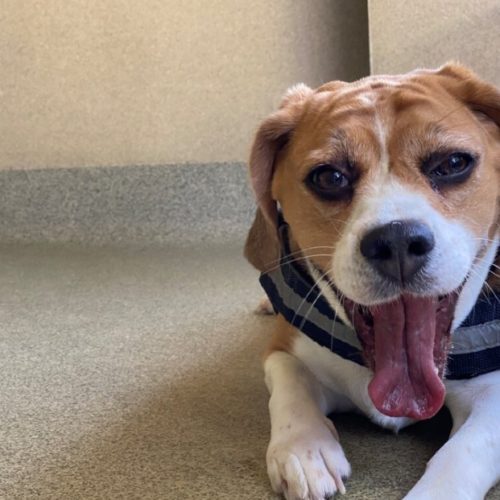 Meet Beagle Zoe, featured on The Dog House Woodgreen Pets Charity