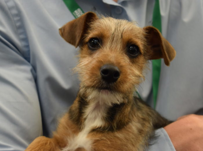 small mutts for adoption