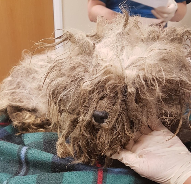 Monty the dog in with our vets and covered in matted mud encrusted hair
