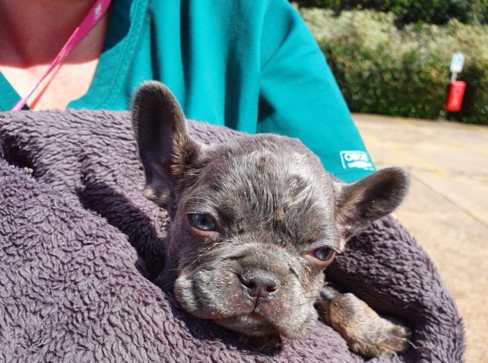 Puppy Kevin being held by vet in a towel