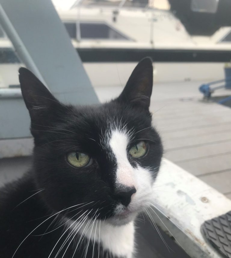 Jake the cat in his new home on the houseboat