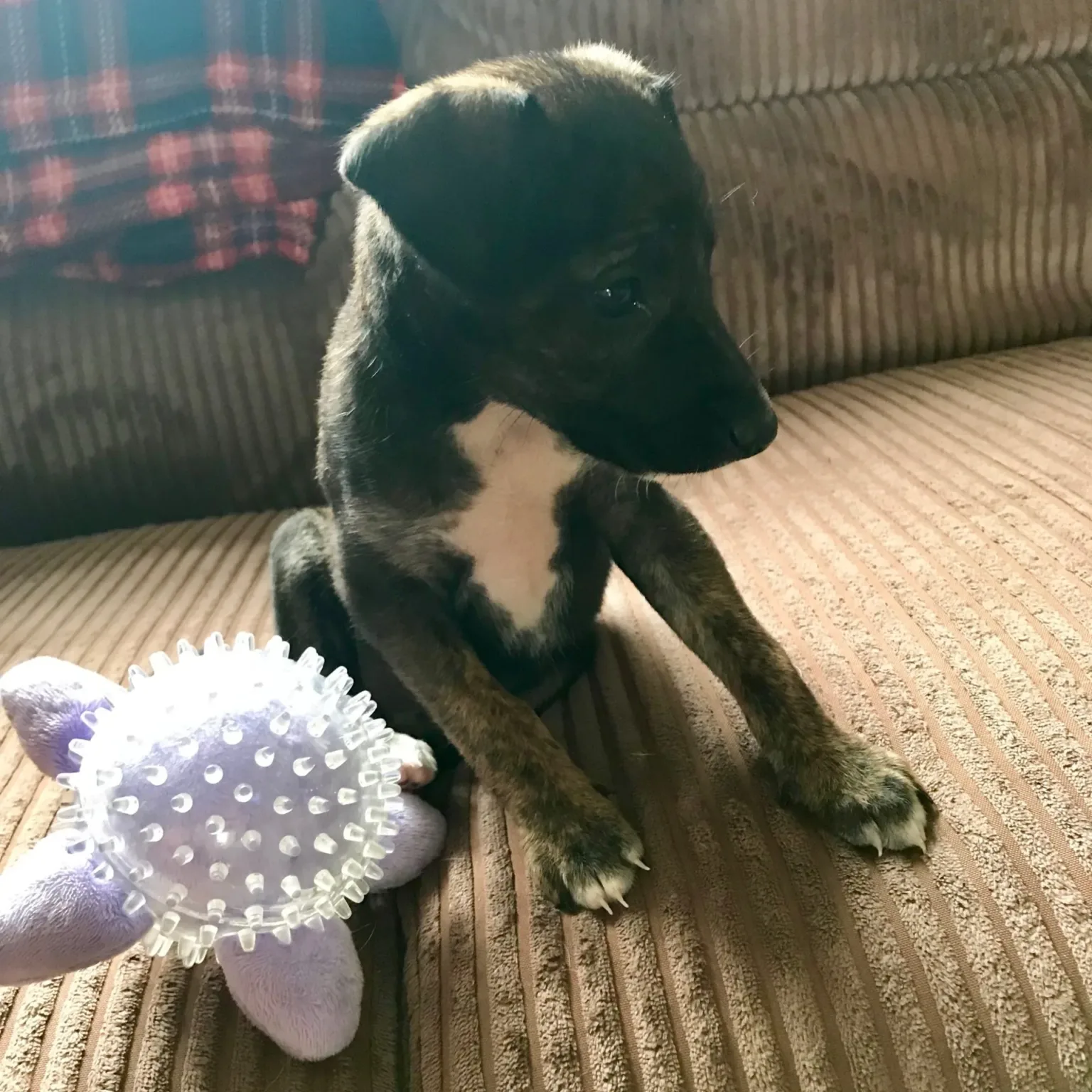 Bluebell the lurcher cross sitting down with a toy