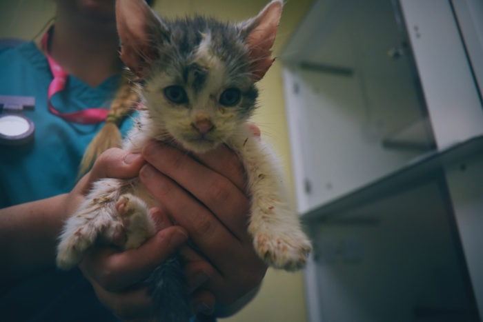 Flea-ridden kitten being examined by a vet