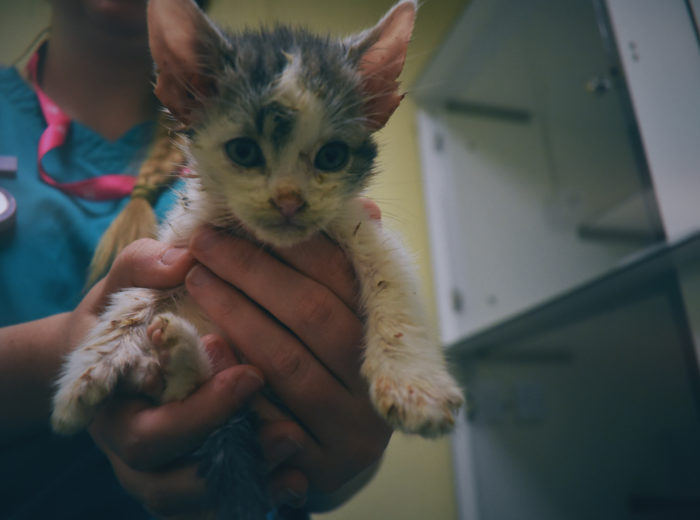 Flea-ridden kitten being examined by a vet