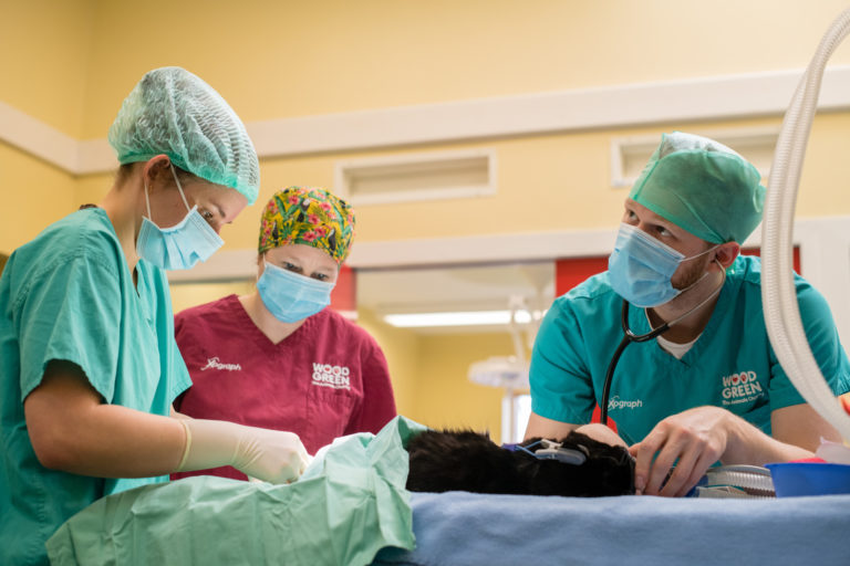 Wood Green veterinary team examining a cat in Surgery