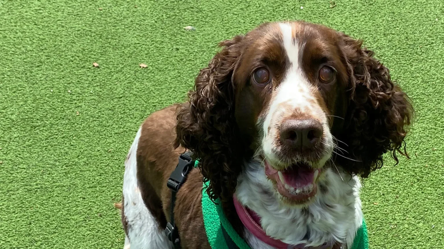 Olivia the spaniel