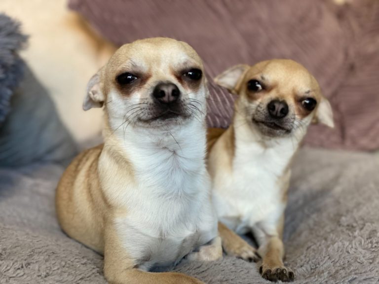 Dave and Bear, a Chihuahua father and son duo