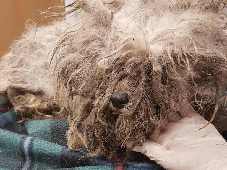 Winne The Dog Before Transformation
