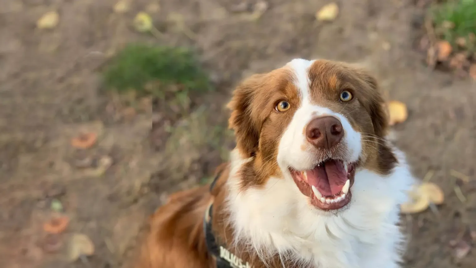 Margot the shadow-chasing border collie