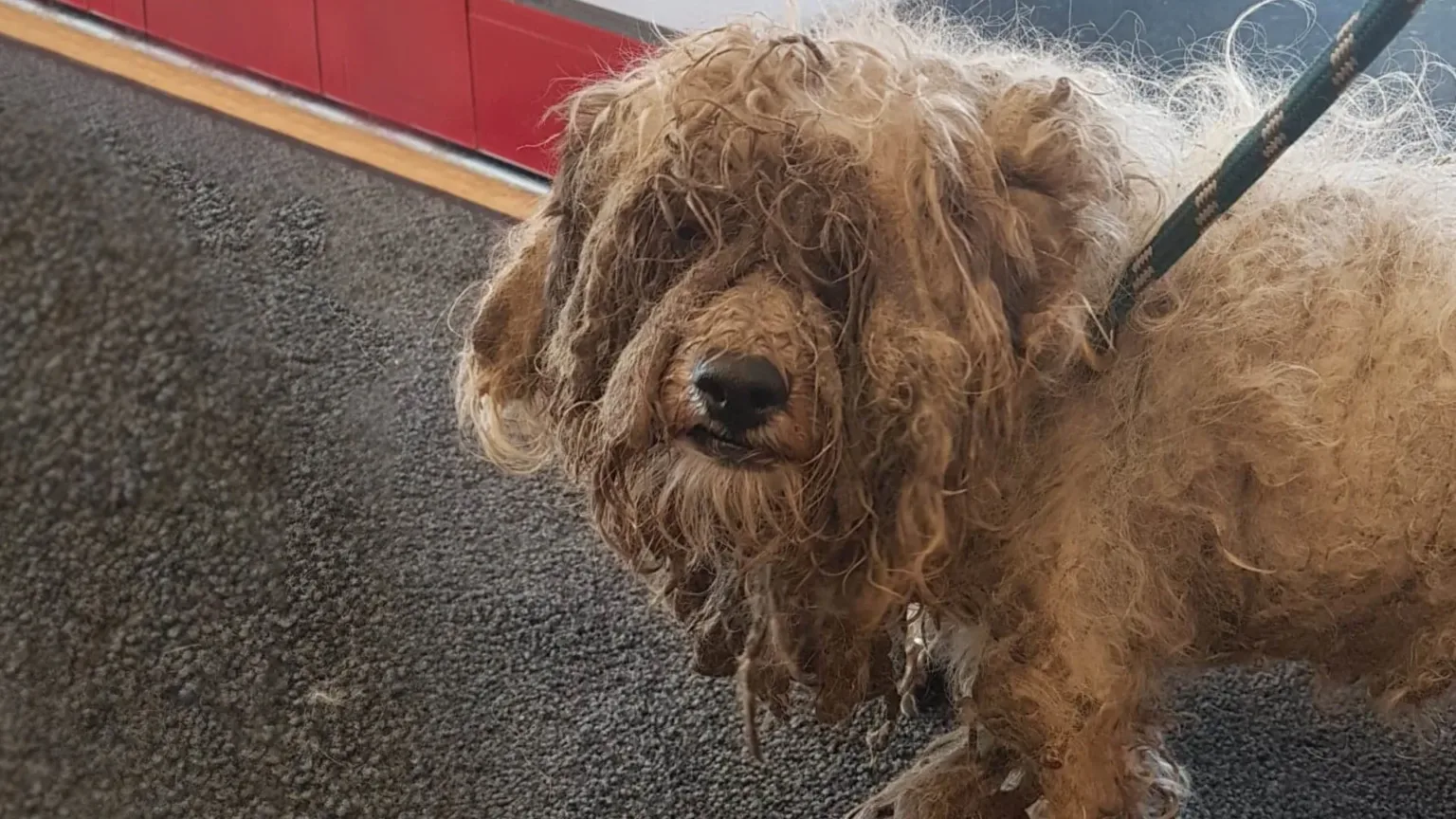 Winnie's fur was so badly matted that she could hardly walk