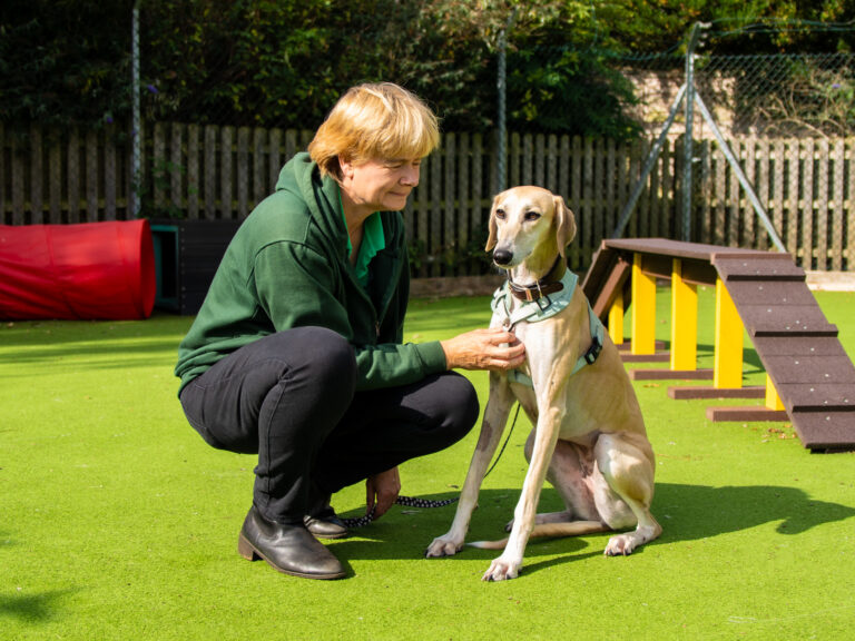 Woodgreen Pets Charity Home of The Dog House Support Us